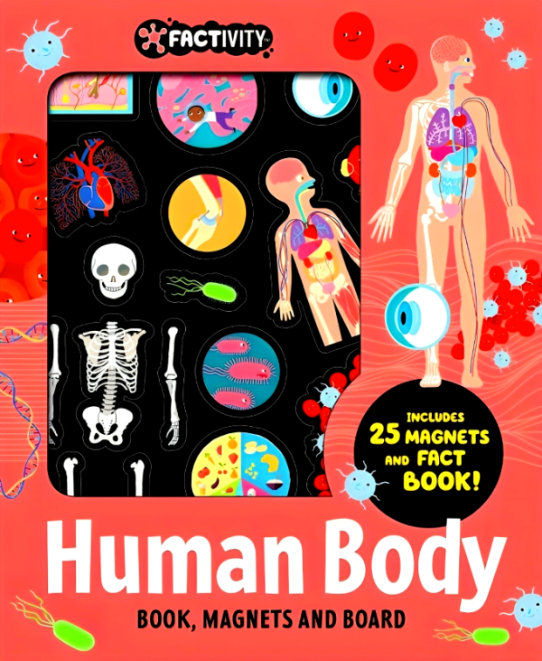 Factivity - Magnetic Folder - Human Body (Neon Edition) Online