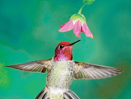 Complete Book Of Hummingb on Sale