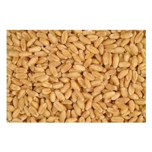 Wheat Feed 50lb Feed Grade Wheat perfect for Poultry Triple Cleaned For Sale